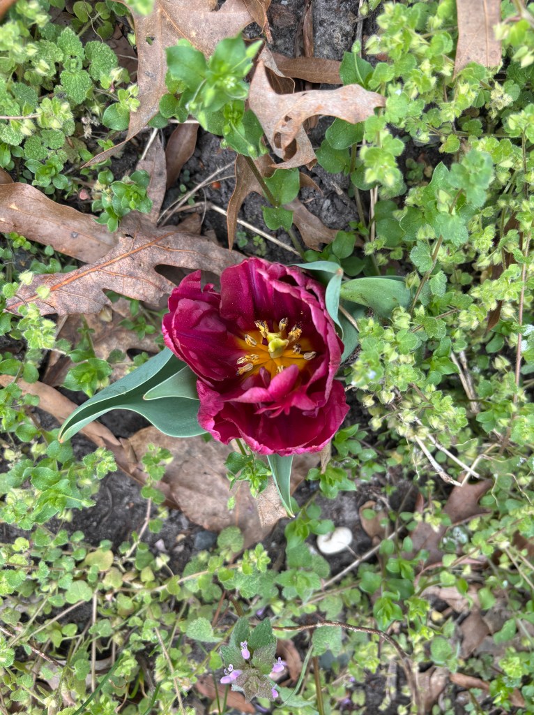 A dark pink tulip in bloom.