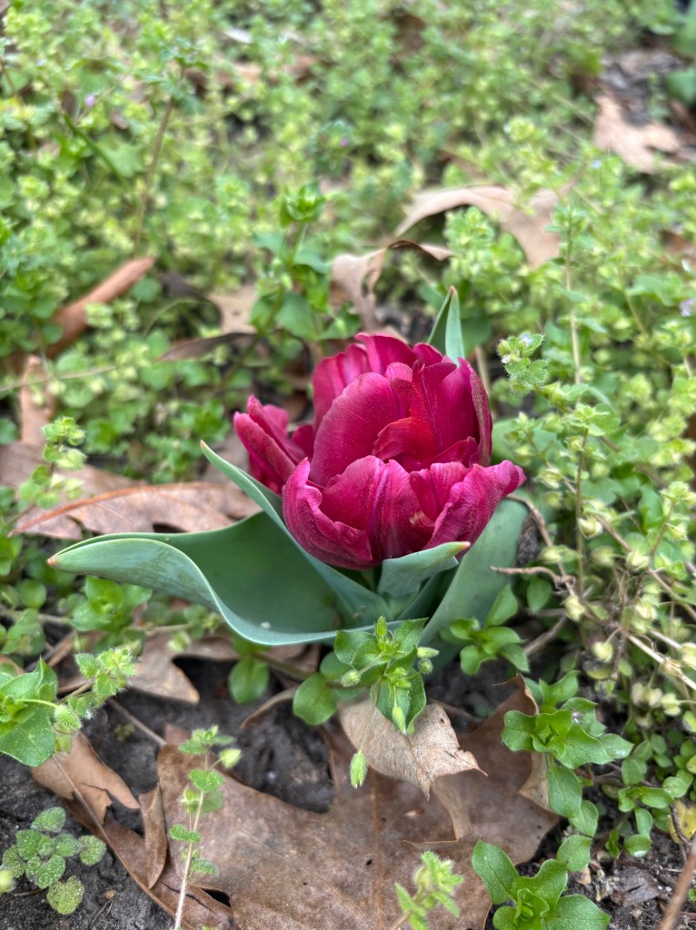 A dark pink tulip in bloom. This angle reveals its stem is about an inch tall.