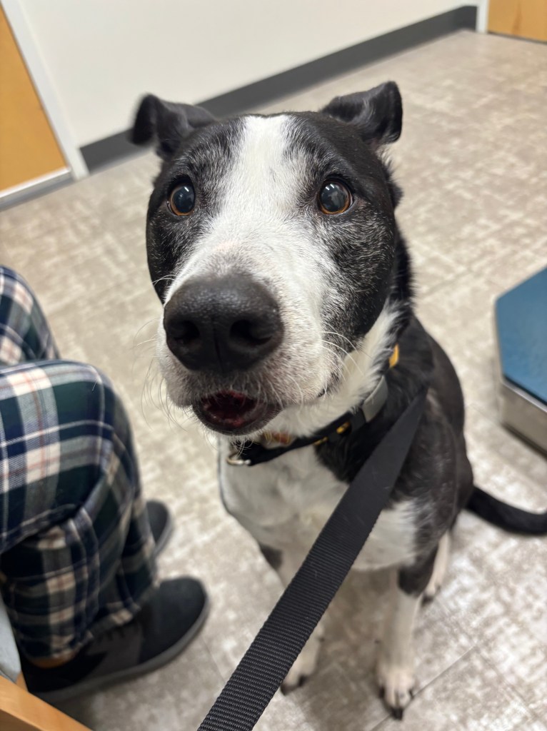 A black and white dog with a swollen lower lip.