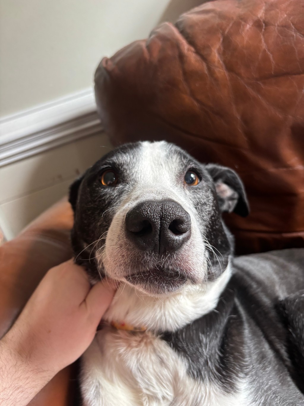 A black and white dog making a silly face with a swollen lower lip.