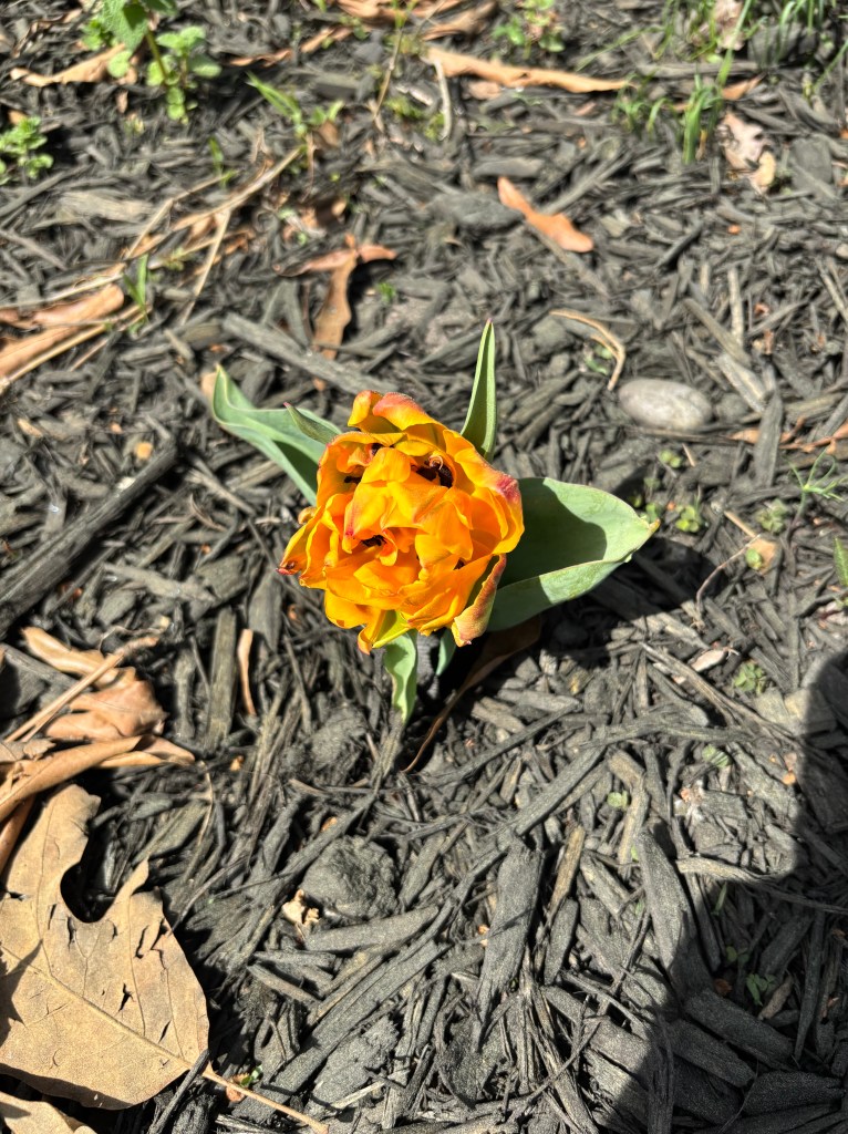 A short golden tulip.