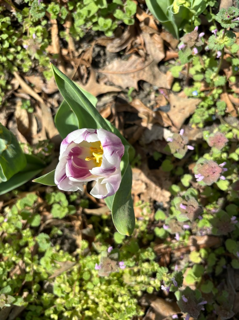 A short tulip with white and pink petals.