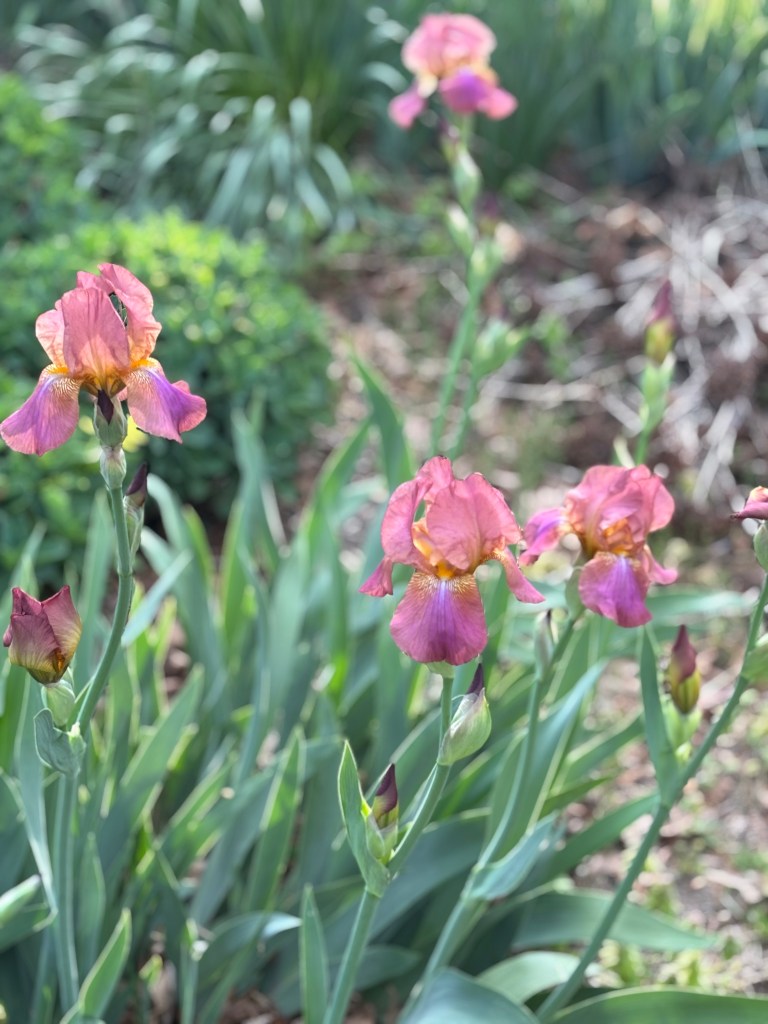 A patch of dark pink irises.