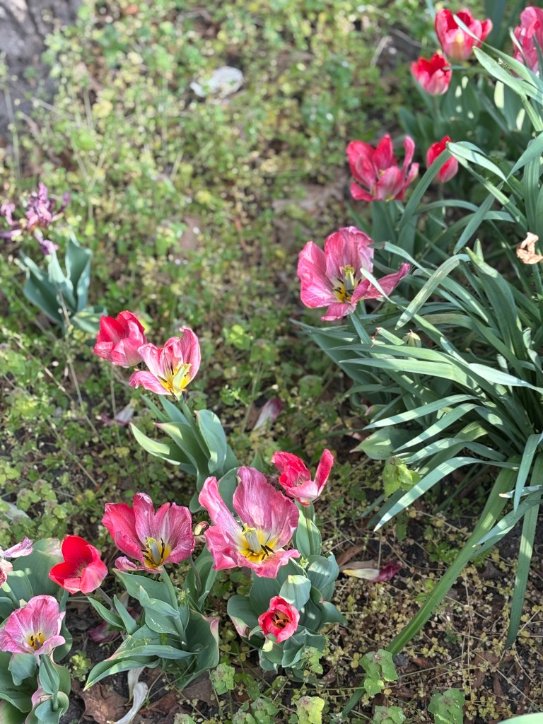 A patch of bright pink tulips.