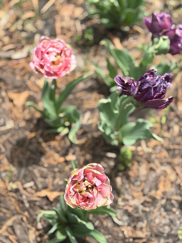 A collection of pink and purple tulips.